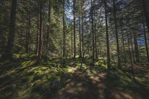 Krásný Záběr Lesa Slunečním Světlem — Stock fotografie