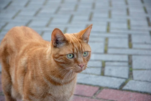 Μια Επιλεκτική Κοντινή Λήψη Μιας Πορτοκαλί Γάτας Που Ψάχνει Κάπου — Φωτογραφία Αρχείου