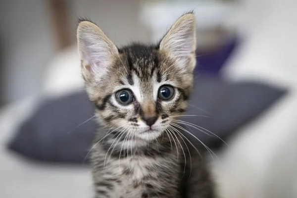 Een Closeup Shot Van Een Schattig Poesje Zittend Bank — Stockfoto