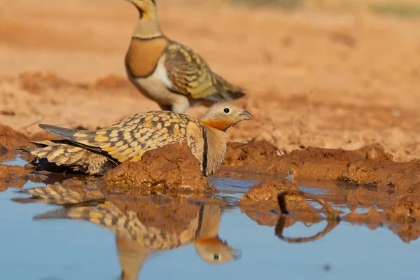 Tiro Close Sandgrouse Cauda Alfinete Lagoa — Fotografia de Stock