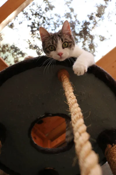 Eine Vertikale Low Winkelaufnahme Einer Katze Die Vom Katzenturm Aus — Stockfoto