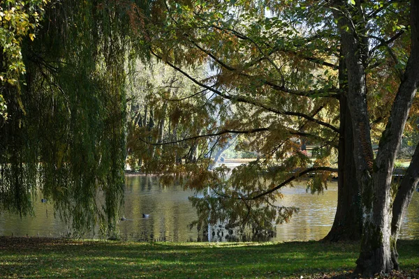 Ein Schöner See Einem Park Durch Bäume Gesehen — Stockfoto