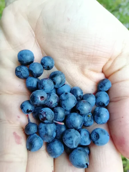 Eine Vertikale Aufnahme Einer Person Die Blaubeeren Einem Feld Unter — Stockfoto