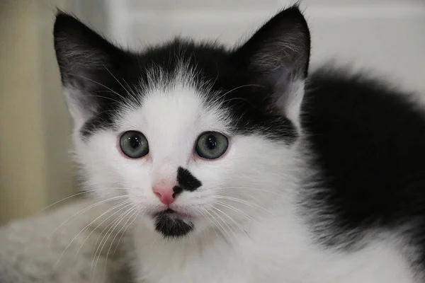 Tiro Close Foco Seletivo Gatinho Preto Branco Olhando Ansioso — Fotografia de Stock