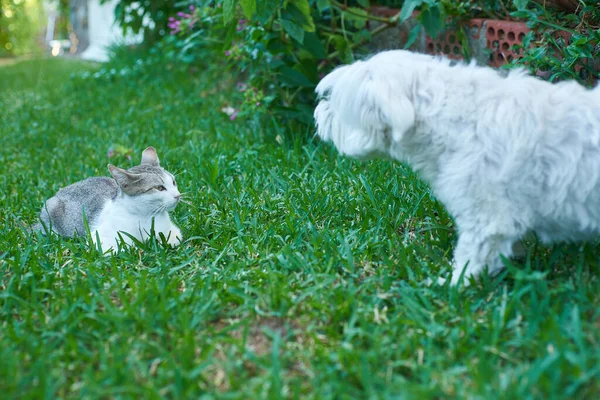 Gros Plan Chien Chat Sur Herbe — Photo