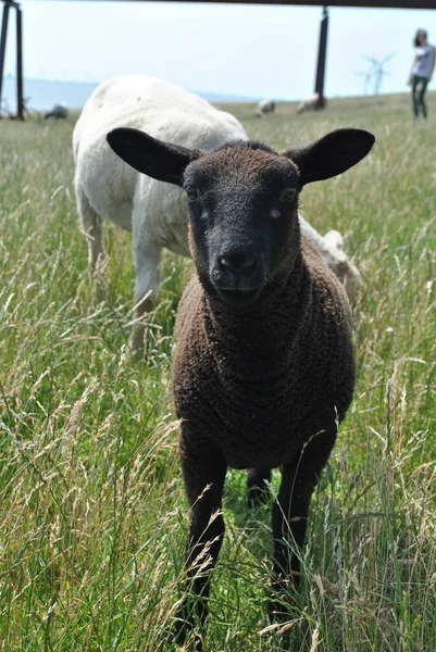 Schattige Zwarte Schapen Het Grasveld — Stockfoto