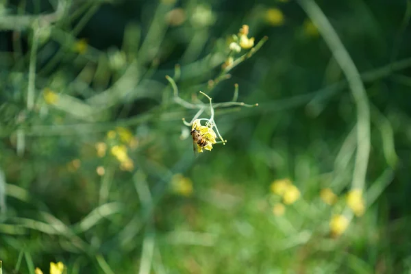 Een Bij Een Gele Bloem — Stockfoto