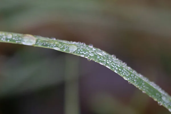 Een Close Shot Van Dauw — Stockfoto