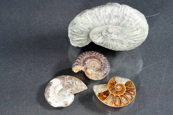 Närbild Gamla Ammonit Fossiler — Stockfoto