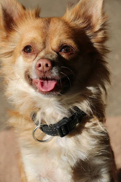 所有者の注意を取得しようとしている小さなかわいい犬の垂直ショット — ストック写真
