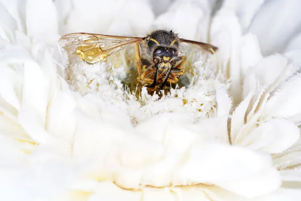 Eine Biene Sitzt Auf Einer Weißen Blume Und Sammelt Pollen — Stockfoto