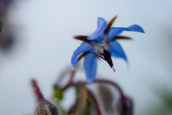 植物のクローズアップ撮影 — ストック写真