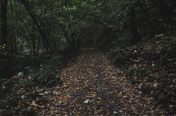 Primo Piano Sentiero Forestale Morvan Francia — Foto Stock