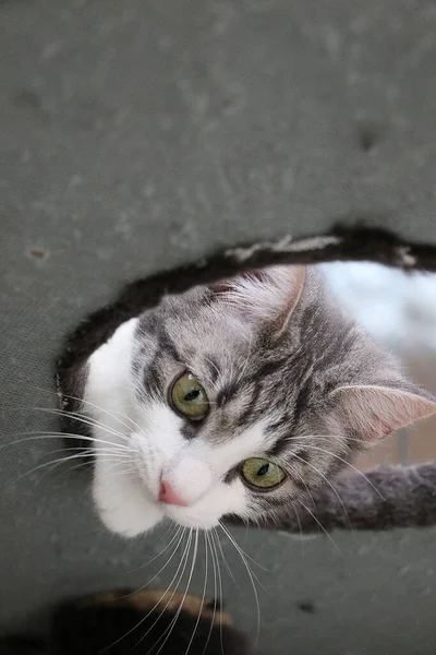 Eine Vertikale Aufnahme Einer Katze — Stockfoto