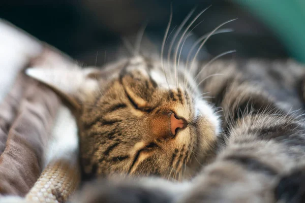 Selective Focus Shot Cute Gray Cat — Stock Photo, Image