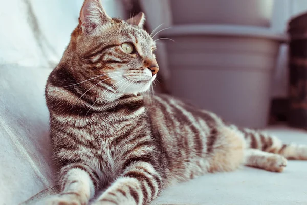 Primer Plano Hermoso Gato Rayas Sentado Sofá —  Fotos de Stock