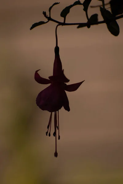 Bir Fuschia Çiçek Siluetinin Dikey Yakın Çekimi — Stok fotoğraf