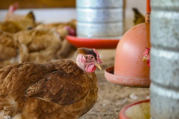 A closeup shot of chickens in the farm barn