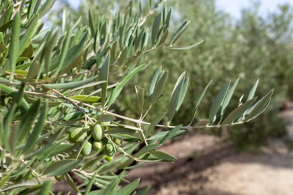 Primo Piano Olive Che Crescono Circondate Foglie Albero — Foto Stock