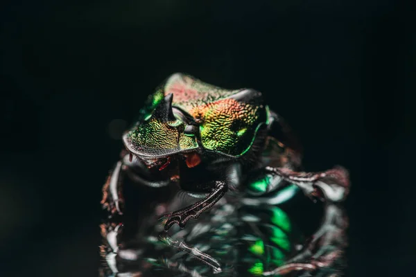 이국적 색깔을 딱정벌레의 매크로 — 스톡 사진