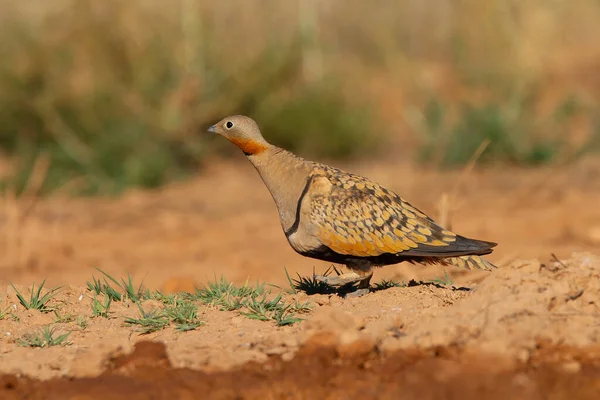 Tiro Close Sandgrouse Pin Tailed Ambiente Árido Zaragoza Espanha — Fotografia de Stock