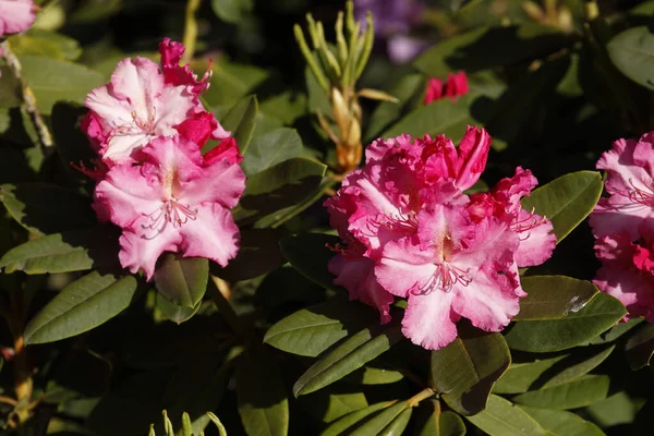 Closeup Shot Flowering Rhododendron — Stock Photo, Image