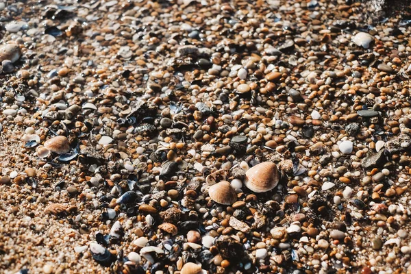 在岸上拍了一张死海贝和鹅卵石的特写照片 — 图库照片