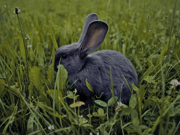 Nahaufnahme Eines Niedlichen Kleinen Hasen Gras — Stockfoto