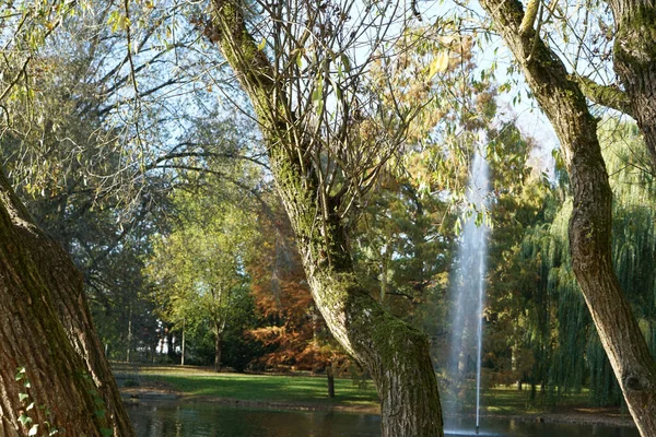 Beau Plan Arbres Dans Parc — Photo