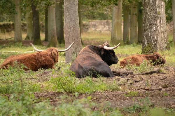 Grupo Toros Con Cuernos Largos Sentados Bosque —  Fotos de Stock