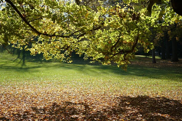 Campo Soleado Visto Través Ramas Árboles Follaje —  Fotos de Stock