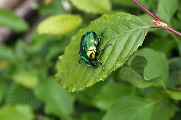 緑の葉にセトニアウラタのマクロショット — ストック写真