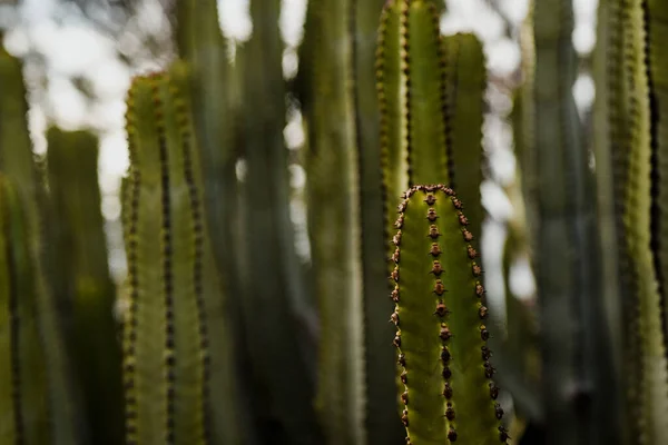 Detailní Záběr Kaktusové Euforie — Stock fotografie