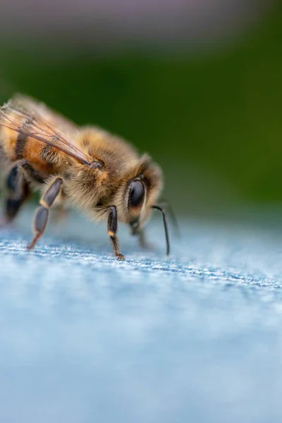Egy Függőleges Szelektív Fókusz Közeli Kép Egy Méhről Ami Egy — Stock Fotó