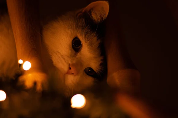 Eine Nahaufnahme Einer Schönen Schwarz Weißen Katze Hinter Einem Holzgeländer — Stockfoto