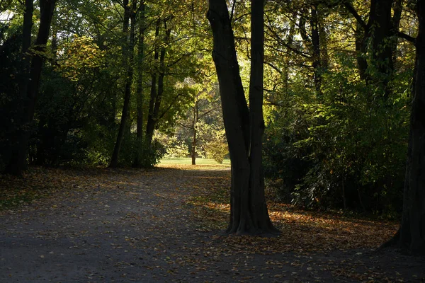 Ein Weg Einem Sonnigen Park Mit Bäumen — Stockfoto