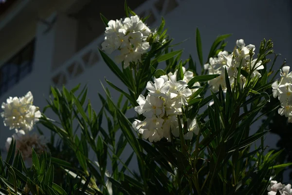 Primo Piano Bellissimi Fiori Oleandro Bianco — Foto Stock