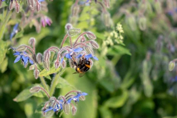 Крупный План Пчелы Растении — стоковое фото