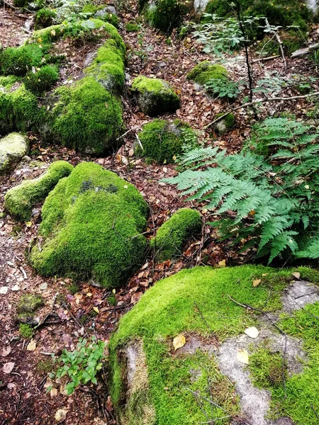 Vertikal Bild Stenar Täckta Mossor Skog Omgiven Träd — Stockfoto