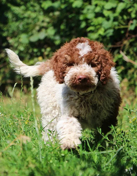 Vertikální Záběr Psa Lagotto Romagnolo — Stock fotografie