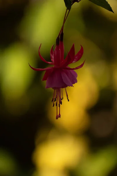 Vertikal Selektiv Fokus Skott Blommande Rosa Fuschia Blomma — Stockfoto