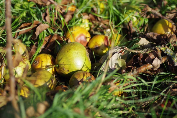 Een Close Van Peren Vallen Onder Boom Groen Gras Onder — Stockfoto