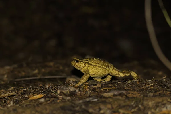 Gros Plan Crapaud Jaune Aux Yeux Rouges Bombés Sur Fond — Photo