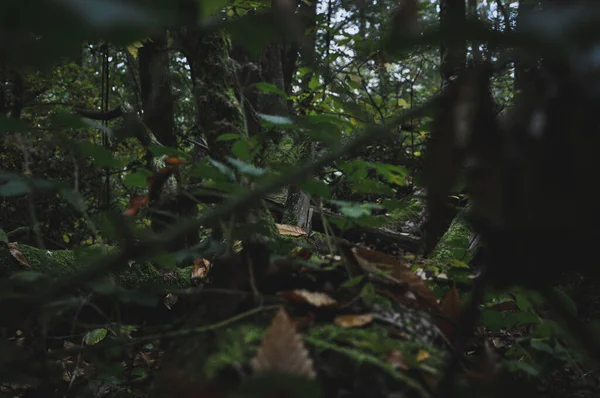 Focus Selettivo Foglie Alberi Nella Foresta Morvan Francia — Foto Stock