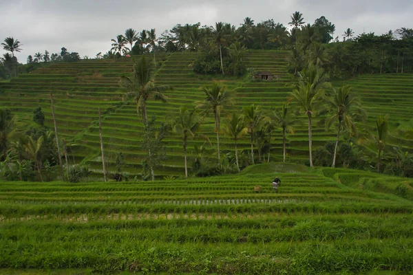 Όμορφη Θέα Του Πεδίου Paddy Στο Μπαλί Ινδονησία — Φωτογραφία Αρχείου