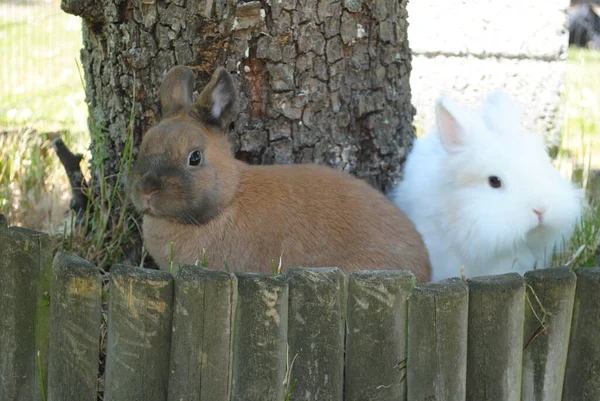 可爱的毛茸茸的白兔和棕色兔子 — 图库照片