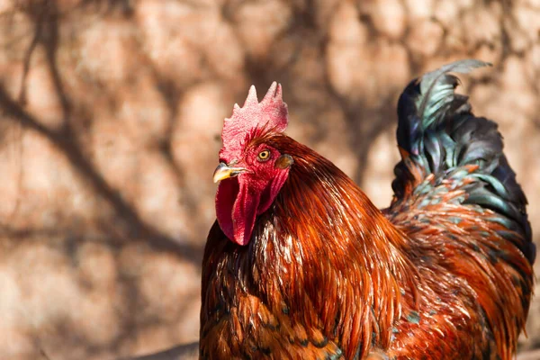 농장에 닭장에 수탉의 선택적 — 스톡 사진
