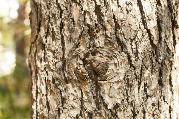 Detailní Záběr Starý Strom Prasklinami — Stock fotografie