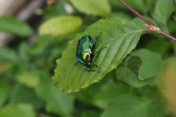緑の葉にセトニアウラタのマクロショット — ストック写真