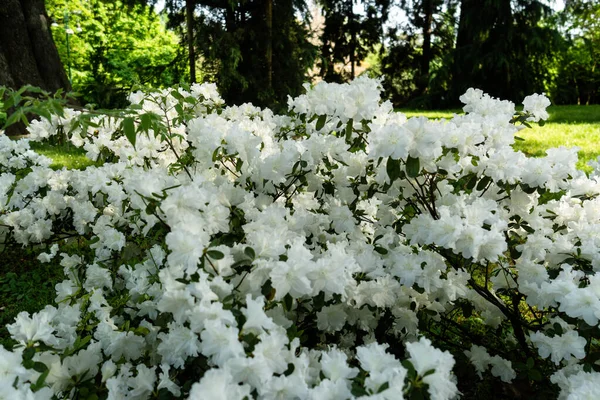 Closeup Shot Blossomed White Flowers Park Green Background Madeira Portugal — Stock Photo, Image
